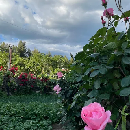 Red Rose Përmet