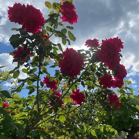 Red Rose 3*